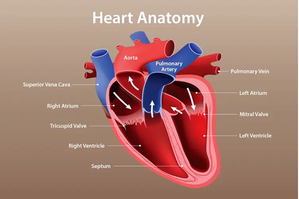 ഹൃദയം: ക്ലാസ്- 9; അധ്യായം രണ്ട്ഹൃദയം ക്ലാസ്: 9 അധ്യായം രണ്ട് ദഹനവും പോഷക സംവഹനവും 1. രക്തത്തെ അനസ്യൂതം ശരീരത്തിന്റെ എല്ലാ ഭാഗത്തിലേക്കും എത്തിക്കുന്ന പമ്പ് ഏതാണ്? ഹൃദയം 2. ഹൃദയത്തിന്റെ സ്ഥാനം എവിടെ? ഔസാശയത്തില്‍ അല്‍പം ഇടത്തോട്ട് തിരിഞ്ഞ് 3. എന്തുകൊണ്ട് നിര്‍മ്മിതമാണ് ഹൃദയം? പേശി 4. ഹൃദയത്തെ പൊതിഞ്ഞിരിക്കുന്ന ഇരട്ട സ്തരമേത്? പെരികാര്‍ഡിയം 5. ഇരട്ട പെരികാര്‍ഡിയം സ്തരത്തിനിടയില്‍ നിറഞ്ഞിരിക്കുന്ന ദ്രവ്യം ഏത്? പെരികാര്‍ഡിയല്‍ ദ്രവം 6. ഹൃദയത്തെ ബാഹ്യക്ഷതങ്ങളില്‍നിന്നും സംരക്ഷിക്കുകയും ഹൃദയസ്പന്ദനം മൂലം സ്തരങ്ങള്‍ക്കിടയില്‍ ഉണ്ടായേക്കാവുന്ന ഘര്‍ഷണം കുറയ്ക്കുകയും ചെയ്യുന്നത് എന്താണ്? പെരികാര്‍ഡിയല്‍ ദ്രവം 7. പെരികാര്‍ഡിയല്‍ ദ്രവത്തിന്റെ ധര്‍മ്മം എന്ത്? ഹൃദയത്തെ സംരക്ഷിക്കുക 8. ഹൃദയ അറകള്‍ ഏതെല്ലാം? ഏട്രിയങ്ങളും വെന്‍ട്രിക്കിളുകളും 9. ഹൃദയത്തിലേക്ക് രക്തം എത്തിക്കുന്ന കുഴലുകള്‍ ഏതെല്ലാം? ഊര്‍ദ്ധ്വമഹാസിര, അധോമഹാസിര, ശ്വാസകോശസിര 10. ഊര്‍ദ്ധ്വമഹാസിരയും അധോമഹാസിരയും ഏത് അറയിലേക്കാണ് എത്തിച്ചേരുന്നത്? വലത് ഏട്രിയം 11. ശ്വാസകോശ സിര ഏത് അറയിലേക്ക് എത്തുന്നു? ഇടത് ഏട്രിയം 12. ഹൃദയത്തില്‍നിന്നും രക്തം പുറത്തേക്ക് വഹിക്കുന്ന കുഴലുകള്‍ ഏതെല്ലാം? മഹാധമനി, ശ്വാസകോശധമനി 13. രക്തക്കുഴലുകള്‍ ആരംഭിക്കുന്ന അറകള്‍ ഏതെല്ലാം? വലത് വെന്‍ട്രിക്കിള്‍, ഇടത് വെന്‍ട്രിക്കിള്‍ 14. വലത് വെന്‍ട്രിക്കിളില്‍നിന്നും ആരംഭിക്കുന്ന ധമനി ഏത്? ശ്വാസകോശധമനി 15. ഇടത് വെന്‍ട്രിക്കിളില്‍നിന്നും ആരംഭിക്കുന്ന ധമനി ഏത്? മഹാധമനി 16. വലത് വെന്‍ട്രിക്കിളിനും വലത് ഏട്രിയത്തിനും ഇടയില്‍ സ്ഥിതി ചെയ്യുന്ന വാല്‍വ് ഏത്? ട്രൈകസ്പിഡ് വാല്‍വ് 17. വലത് വെന്‍ട്രിക്കിളില്‍നിന്നും വലത് ഏട്രിയത്തിലേക്ക് രക്തം തിരികെ പ്രവേശിക്കാതെ തടയുന്ന വാല്‍വ് ഏത്? ട്രൈകസ്പിഡ് വാല്‍വ് 18. ഇടത് വെന്‍ട്രിക്കിളിനും ഇടത് ഏട്രിയത്തിനും ഇടയിലുള്ള വാല്‍വ് ഏത്? ബൈകസ്പിഡ് വാല്‍വ് 19. ഇടത് വെന്‍ട്രിക്കിളില്‍നിന്നും ഇടത് ഏട്രിയത്തിലേക്ക് രക്തം തിരികെ പ്രവേശിക്കാതെ തടയുന്ന വാല്‍വ് ഏത്? ബൈകസ്പിഡ് വാല്‍വ് 20. മഹാധമനിയുടേയും ശ്വാസകോശധമനിയുടേയും ആരംഭത്തില്‍ സ്ഥിതി ചെയ്യുന്ന വാല്‍വുകള്‍ ഏത്? സെമിലൂണാര്‍ വാല്‍വുകള്‍ 21. മഹാധമനിയില്‍നിന്നും ശ്വാസകോശ ധമനിയില്‍നിന്നും വെന്‍ട്രിക്കിളുകളിലേക്കുള്ള രക്തത്തിന്റെ തിരിച്ചൊഴുക്ക് തടയുന്ന വാല്‍വുകള്‍ ഏത്? സെമിലൂണാര്‍ വാല്‍വുകള്‍ 22. വലത് ഏട്രിയത്തില്‍നിന്നും ഹൃദയത്തിലേക്ക് രക്തം പ്രവേശിക്കുന്ന അറയേത്? വലത് വെന്‍ട്രിക്കിള്‍ 23. ഇടത് ഏട്രിയത്തില്‍നിന്നും രക്തം പ്രവേശിക്കുന്ന അറയേത്? ഇടത് വെന്‍ട്രിക്കിള്‍ 24. വലത് വെന്‍ട്രിക്കിളില്‍നിന്നും രക്തം പ്രവേശിക്കുന്ന രക്തക്കുഴല്‍ ഏത്? ശ്വാസകോശധമനി 25. ഇടത് വെന്‍ട്രിക്കിളില്‍നിന്നും രക്തം പ്രവേശിക്കുന്ന രക്തക്കുഴല്‍ ഏത്? മഹാധമനി 26. കോശങ്ങളില്‍നിന്നും ശ്വാസകോശത്തിലേക്ക് എത്തുന്ന രക്തത്തില്‍ അടങ്ങിയിരിക്കുന്ന വാതകം ഏത്? കാര്‍ബണ്‍ഡൈയോക്‌സൈഡ് 27. കോശങ്ങളില്‍നിന്നും ശ്വാസകോശത്തിലെത്തുന്ന കാര്‍ബണ്‍ഡൈയോക്‌സൈഡ് നിറഞ്ഞ രക്തത്തില്‍നിന്നും കാര്‍ബണ്‍ഡൈയോക്‌സൈഡ് നീക്കം ചെയ്തശേഷം സ്വീകരിക്കുന്ന വാതകം ഏത്? ഓക്‌സിജന്‍ 28. ഹൃദയഅറകള്‍ സങ്കോചിച്ചശേഷം പൂര്‍വസ്ഥിതി പ്രാപിക്കുമ്പോള്‍ മഹാസിരകളിലെ രക്തം ഒഴുകിയെത്തുന്ന ഹൃദയഅറയേത്? വലത് ഏട്രിയം 29. ഹൃദയഅറകള്‍ സങ്കോചിച്ചശേഷം പൂര്‍വസ്ഥിതി പ്രാപിക്കുമ്പോള്‍ ശ്വാസകോശ സിരകളിലെ രക്തം ഒഴുകിയെത്തുന്ന ഹൃദയ അറയേത്? ഇടത് ഏട്രിയം 30. വെന്‍ട്രിക്കിളുകളുടെ സങ്കോചം അറിയപ്പെടുന്ന പേരെന്ത്? സിസ്റ്റോള്‍ 31. ഏട്രിയങ്ങളുടേയും വെന്‍ട്രിക്കിളുകളുടേയും പൂര്‍വസ്ഥിതി പ്രാപിക്കല്‍ അറിയപ്പെടുന്ന പേരെന്ത്? ജോയിന്റ് ഡയസ്റ്റോള്‍ 32. ഒരു കാര്‍ഡിയാക് സൈക്കിള്‍ അല്ലെങ്കില്‍ ഹൃദയ സ്പന്ദനത്തിലെ ഘട്ടങ്ങള്‍ ഏതെല്ലാം? ഏട്രിയല്‍ സിസ്റ്റോള്‍, വെന്‍ട്രിക്കുലാര്‍ സിസ്റ്റോള്‍, ജോയിന്റ് ഡയസ്റ്റോള്‍ 33. ഒരു ഹൃദയസ്പന്ദനത്തിനാവശ്യമായ സമയം എത്ര? 0.8 സെക്കന്റ് 34. ഒരു മിനിറ്റില്‍ എത്ര തവണ ഹൃദയം സ്പന്ദിക്കും? 72 തവണ 35. മനുഷ്യനിലെ സാധാരണ ഹൃദയസ്പന്ദനിരക്ക് എത്ര? 72 തവണ 36. ഹൃദയപേശികളുടെ താളാത്മകമായ സങ്കോചവും പൂര്‍വസ്ഥിതി പ്രാപിക്കലും ______________ നെ നിയന്ത്രിക്കുന്നു. ഹൃദയസ്പന്ദന നിരക്കിനെ 37. ഹൃദയ അറകളുടെ സങ്കോചത്തിനാവശ്യമായ വൈദ്യുത തരംഗങ്ങളെ ഉല്‍പാദിപ്പിക്കുന്നത് വലത് ഏട്രിയത്തിന്റെ ഭിത്തിയിലെ ഏത് ഭാഗമാണ്? എസ് എ നോഡ് 38. ഹൃദയത്തിലെ പേസ് മേക്കര്‍ എന്ന് അറിയപ്പെടുന്നതെന്ത്? എസ് എ നോഡ് 39. ഹൃദയം സ്പന്ദിക്കുമ്പോള്‍ ഹൃദയഭിത്തികളില്‍ അനുഭവപ്പെടുന്ന വൈദ്യുതതരംഗങ്ങള്‍ ഗ്രാഫ് രൂപത്തില്‍ ചിത്രീകരിക്കുന്നതാണ് __________. ഇലക്ട്രോ കാര്‍ഡിയോ ഗ്രാം (ഇസിജി) 40. പേസ്‌മേക്കര്‍ പ്രവര്‍ത്തനക്ഷമമല്ലാത്തവരില്‍ ഹൃദയത്തിന്റെ പ്രവര്‍ത്തനം നിലനിര്‍ത്തുന്നത് ഏത് ഉപകരണം ഉപയോഗിച്ചാണ്? കൃത്രിമപേസ്‌മേക്കര്‍ 41. ഹൃദയമിടിപ്പിലെ ക്രമക്കേടുകള്‍ പരിഹരിക്കാന്‍ രൂപകല്‍പ്പന ചെയ്ത അത്യാധുനിക മെഡിക്കല്‍ ഉപകരണമായ കൃത്രിമ പേസ്‌മേക്കറിലെ ഭാഗങ്ങള്‍ ഏതെല്ലാം? പള്‍സ് ജനറേറ്റര്‍, ലീഡുകള്‍, ഇലക്ട്രോഡുകള്‍, സെന്‍സറുകള്‍, ഒരു പ്രോഗ്രാമര്‍, ബാറ്ററി 42. കൃത്രിമ പേസ്‌മേക്കര്‍ സ്ഥാപിക്കുന്നത് എവിടെ? നെഞ്ചിന്റെ ഭാഗത്ത് ചര്‍മ്മത്തിന് താഴെ 43. ഹൃദയമിടിപ്പിന്റെ താളാത്മകത നിയന്ത്രിക്കുന്നതില്‍ സുപ്രധാന പങ്ക് വഹിക്കുന്ന കൃത്രിമപേസ് മേക്കര്‍ പ്രവര്‍ത്തിക്കുന്നത് എങ്ങനെയാണ്? വൈദ്യുത പ്രേരണകളിലൂടെ 44. ഇടത് വെന്‍ട്രിക്കിള്‍ സങ്കോചിക്കുന്നതിന്റെ ഫലമായി ധമനിക്കുള്ളിലൂടെ രക്തം ഒഴുകുമ്പോള്‍ ഇലാസ്തികതയുള്ള ധമനിഭിത്തി വികസിക്കുകയും പൂര്‍വസ്ഥിതി പ്രാപിക്കുംകയും ചെയ്യുന്നത് തരംഗമായി ധമനിയുടെ ശാഖകളിലൂടെ വ്യാപിക്കുന്നത് അറിയപ്പെടുന്ന പേരെന്ത്? പള്‍സ് 45. പള്‍സ് അനുഭവപ്പെടുന്ന ശരീരഭാഗങ്ങള്‍ ഏതെല്ലാം? ഇടതുവലത് കൈത്തണ്ടകള്‍, നെറ്റിയുടെ വശങ്ങള്‍, കൈമടക്കില്‍, തുടയിടുക്കില്‍, കഴുത്തില്‍, കണങ്കാലിന് സമീപം, പാദത്തില്‍, കാല്‍മുട്ടിന് പിറകില്‍ 46. ഹൃദയസ്പന്ദനനിരക്കും പള്‍സ് നിരക്കും _______ ആണ്. തുല്ല്യം 47. ഹൃദയം സങ്കോചിക്കുമ്പോഴും പൂര്‍വസ്ഥിതി പ്രാപിക്കുമ്പോഴും ധമനികളില്‍ അനുഭവപ്പെടുന്ന മര്‍ദം അറിയപ്പെടുന്ന പേരെന്ത്? രക്തസമ്മര്‍ദം 48. ഹൃദയം സങ്കോചിക്കുമ്പോള്‍ ധമനികളില്‍ അനുഭവപ്പെടുന്ന ഉയര്‍ന്ന മര്‍ദം അറിയപ്പെടുന്ന പേരെന്ത്? സിസ്റ്റോളിക് പ്രഷര്‍ 49. സാധാരണ സിസ്റ്റോളിക് പ്രഷര്‍ എത്ര? 120 mmHg 50. ഒരു സിസ്‌റ്റോളില്‍ ഹൃദയം സങ്കോചിക്കുമ്പോള്‍ ഏകദേശം എത്ര മില്ലിലിറ്റര്‍ രക്തം ധമനികളിലേക്ക് പമ്പ് ചെയ്യുന്നു? 70 മില്ലിലിറ്റര്‍ 51. ഹൃദയം പൂര്‍വസ്ഥിതി പ്രാപിക്കുമ്പോള്‍ ധമനികളില്‍ അനുഭവപ്പെടുന്ന കുറഞ്ഞ മര്‍ദ്ദം അറിയപ്പെടുന്ന പേരെന്ത്? ഡയസ്റ്റോളിക് പ്രഷര്‍ 52. സാധാരണ ഡയസ്റ്റോളിക് പ്രഷര്‍ എത്ര? 80 mmHg 53. ആരോഗ്യവാനായ ഒരു വ്യക്തിയുടെ സാധാരണ രക്തസമ്മര്‍ദ്ദം എത്ര? 120/80 mmHg 54. ഒരു ഡയസ്റ്റോളില്‍ ഹൃദയം പൂര്‍വസ്ഥിതി പ്രാപിക്കുമ്പോള്‍ ഏകദേശം എത്ര മില്ലിലിറ്റര്‍ രക്തം ഹൃദയത്തിനുള്ളിലേക്ക് പ്രവേശിക്കുന്നു? 70 മില്ലിലിറ്റര്‍ 55. ഒരാളുടെ രക്തസമ്മര്‍ദത്തിലെ ഘടകങ്ങള്‍ ഏതെല്ലാം സിസ്റ്റോളിക് പ്രഷറും ഡയസ്റ്റോളിക് പ്രഷറും 56. രക്തസമ്മര്‍ദം 120/80 mmHg യില്‍നിന്നും കൂടുന്നത് അറിയപ്പെടുന്ന പേര്? ഹൈപ്പര്‍ടെന്‍ഷന്‍ 57. രക്തസമ്മര്‍ദ്ദം 120/80 mmHg യില്‍നിന്നും കുറയുന്നത് അറിയപ്പെടുന്ന പേരെന്ത്? ഹൈപ്പോടെന്‍ഷന്‍ ------------ബോക്‌സ്------------------- രക്തസമ്മര്‍ദ്ദം കൂടുന്നതിന് കാരണം മാനസിക സമ്മര്‍ദ്ദം പാരമ്പര്യം അനാരോഗ്യകരമായ ജീവിതശൈലി- വ്യായാമമില്ലായ്മ, ഉപ്പിന്റെ അമിതോപയോഗം, മദ്യപാനം, പുകവലി ചില രോഗങ്ങള്‍- വൃക്കാരോഗങ്ങള്‍, തൈറോയ്ഡ് രോഗങ്ങള്‍, അഡ്രിനല്‍ ഗ്രന്ഥിയെ ബാധിക്കുന്ന രോഗങ്ങള്‍ ചില മരുന്നുകളുടെ ഉപയോഗം- വേദനാസംഹാരികള്‍, ഗര്‍ഭനിരോധനഗുളികകള്‍ ഹോര്‍മോണ്‍ മാറ്റങ്ങള്‍- പ്രത്യേകിച്ചും ഗര്‍ഭകാലത്തും ആര്‍ത്തവവിരാമകാലത്തും രക്തസമ്മര്‍ദ്ദം ശരീരത്തെ എങ്ങനെയെല്ലാം ബാധിക്കും? തലക്കറക്കം, ക്ഷീണം, മങ്ങിയ കാഴ്ച, വൃക്കാപ്രവര്‍ത്തനങ്ങള്‍ തകരാറിലാകും, ഹൃദയം, തലച്ചോറ്, ശ്വാസകോശങ്ങള്‍ എന്നിവയ്ക്ക് തകരാറ് സംഭവിക്കും, നെഞ്ചുവേദന ------------------- 58. ഏതെല്ലാം പര്യയനങ്ങള്‍ ഉള്‍പ്പെടുന്നതാണ് മനുഷ്യനിലെ രക്തപര്യനം? സിസ്റ്റമിക്, പള്‍മണറി പര്യനങ്ങള്‍ 59. സിസ്റ്റമിക് പര്യയനത്തിന്റെ ശരിയായ ദിശയേത്? ഇടത് വെന്‍ട്രിക്കിള്‍- മഹാധമനി- ധമനി- ശരീരത്തിന്റെ വിവിധ ഭാഗങ്ങള്‍- സിരകള്‍- മഹാസിരകള്‍- വലത് ഏട്രിയം 60. പള്‍മണറി പര്യയനത്തിന്റെ ശരിയായ ദിശയേത്? വലത് വെന്‍ട്രിക്കിള്‍- ശ്വാസകോശ ധമനി- ശ്വാസകോശം- ശ്വാസകോശസിര- ഇടത് ഏട്രിയം 61. മനുഷ്യനിലെ ഒരു രക്തപര്യയനത്തില്‍ രക്തം എത്ര തവണ ഹൃദയ അറകളിലൂടെ കടന്നുപോകുന്നു? രണ്ട് തവണ 62. ഹൃദയത്തില്‍നിന്നും ശരീരത്തിന്റെ വിവിധ ഭാഗങ്ങളിലേക്കും അവിടെ നിന്നും തിരിച്ച് ഹൃദയത്തിലേക്കും രക്തം ഒഴുകുമ്പോള്‍ രണ്ട് തവണ ഹൃദയ അറകളിലൂടെ കടന്നു പോകുന്നതിനാല്‍ മനുഷ്യനിലെ രക്തപര്യയനം അറിയപ്പെടുന്ന പേരെന്ത്? ദ്വിപര്യയനം 63. സിസ്റ്റമിക് പര്യയനം എവിടെ നിന്നും ആരംഭിച്ച് എവിടെ അവസാനിക്കുന്നു? ഇടത്തെ വെന്‍ട്രിക്കിളില്‍ ആരംഭിച്ച് വലത്തേ ഏട്രിയത്തില്‍ 64. പള്‍മണറി പര്യയനം എവിടെ ആരംഭിച്ച് എവിടെ അവസാനിക്കുന്നു? വലത്തെ വെന്‍ട്രിക്കിളില്‍ ആരംഭിച്ച് ഇടത്തെ ഏട്രിയത്തില്‍ 65. ഹൃദയം പമ്പ് ചെയ്യുന്ന രക്തത്തില്‍ അടങ്ങിയിരിക്കുന്ന പ്രധാന ഘടകങ്ങള്‍ ഏതെല്ലാം? ഓക്‌സിജന്‍, പോഷകഘടകങ്ങള്‍ 66. ഹൃദയാരോഗ്യത്തെ ബാധിക്കുന്ന ഘടകങ്ങള്‍ ഏതെല്ലാം? വ്യായാമക്കുറവ്, അനാരോഗ്യകരമായ ഭക്ഷണശീലങ്ങള്‍, മദ്യപാനം, പുകവലി തുടങ്ങിയ ദുശ്ശീലങ്ങള്‍, അമിതശരീരഭാരം, പൊണ്ണത്തടി, മാനസികപിരിമുറുക്കം 67. കൊഴുപ്പടങ്ങിയ ഭക്ഷണം അമിതമായി കഴിക്കുന്നത് ധമനീഭിത്തിയില്‍ കൊഴുപ്പ് അടിഞ്ഞു കൂടുന്നതിന് കാരണമാകുന്ന. ഈ രോഗാവസ്ഥ അറിയപ്പെടുന്ന പേരെന്ത്? അതിരോസ്‌ക്ലീറോസിസ് 68. അതിരോസ്‌ക്ലീറോസിസ് എന്ന രോഗവസ്ഥയുടെ ഫലമായി കൊറോണറി ധമനിയില്‍ രക്തം കട്ടപിടിക്കുന്ന അവസ്ഥ ഏതാണ്? കൊറോണറി ത്രോംബോസിസ് 69. കൊറോണറി ത്രോംബോസിസ് എന്തിലേക്ക് നയിക്കും? ഹൃദയാഘാതം, സ്‌ട്രോക്ക് 70. മസ്തിഷ്‌കത്തിലെ രക്തക്കുഴലിലുണ്ടാകുന്ന തടസ്സവും രക്തക്കുഴല്‍ പൊട്ടുന്നതും കാരണം ഉണ്ടാകുന്ന അവസ്ഥ? സ്‌ട്രോക്ക് 71. ലോകഹൃദയ ദിനം എന്നാണ്? സെപ്തംബര്‍ 29, ജനറല്‍ പി എസ് സി പരിശീലനം, സില്‍വര്‍ലീഫ് അക്കാദമി, കോഴിക്കോട്, ഫോണ്‍: 82 81 99 22 31, Kerala PSC heart questions Kerala PSC human heart questions Kerala PSC biology heart ഹൃദയം Kerala PSC questions Kerala PSC ഹൃദയം ചോദ്യങ്ങൾ Human heart PSC questions Kerala PSC repeated questions heart, Kerala PSC previous year questions heart Repeated questions on human heart Kerala PSC Kerala PSC heart biology questions PSC heart important questions Malayalam Kerala PSC degree level heart questions LDC LGS heart questions Kerala PSC Human heart PSC previous questions Kerala PSC circulatory system heart questions PSC bulletin heart repeated questions Kerala PSC biology heart previous questions, PSC heart questions Malayalam Kerala PSC heart class Human heart for Kerala PSC Kerala PSC biology heart important points Repeated heart questions PSC 2025 / 2026 Kerala PSC heart 50 questions, Kerala PSC SA node pacemaker Largest artery in human body PSC Weight of human heart PSC Kerala PSC heart facts PSC biology heart model questions, keralapscquestionsbank.com, keralapscquestionbankdotcom