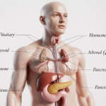 ഗ്രന്ഥികള്‍: കേരള പി എസ് സി പരീക്ഷാ ചോദ്യങ്ങളും ഉത്തരങ്ങളും
